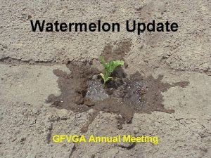 Watermelon Update GFVGA Annual Meeting Watermelon Weed Management