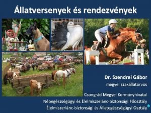 llatversenyek s rendezvnyek Dr Szendrei Gbor megyei szakllatorvos