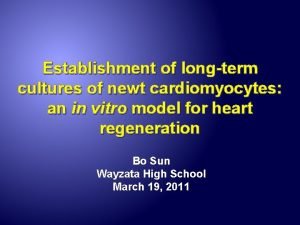 Establishment of longterm cultures of newt cardiomyocytes an