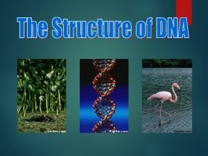 1 DNA DNA is often called the blueprint