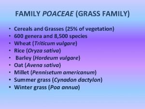 Corn grass family