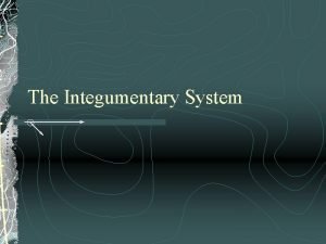 The Integumentary System INTEGUMENTARY SYSTEM Structure Epidermal layer