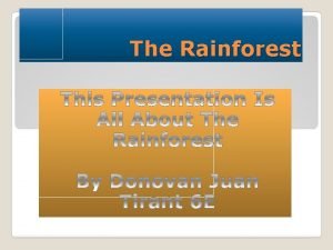 Rainforest fun fact