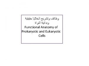 Is protozoa prokaryotic or eukaryotic