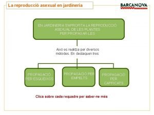 UNITAT La reproducci asexual en jardineria 4 EN