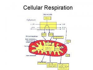 Cellular Respiration Cellular Respiration The process by which