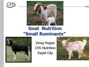 Goat Nutrition Small Ruminants Doug Hogan CHS Nutrition