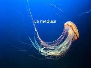 Cosa sono le meduse