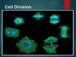 Cell Division Cell Cycle Video Clip https www
