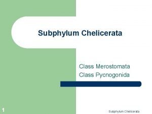 Subphylum Chelicerata Class Merostomata Class Pycnogonida 1 Subphylum