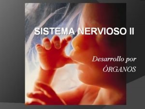 SISTEMA NERVIOSO II Desarrollo por RGANOS Desarrollo caudal