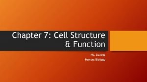 Chapter 7 Cell Structure Function Ms Luaces Honors