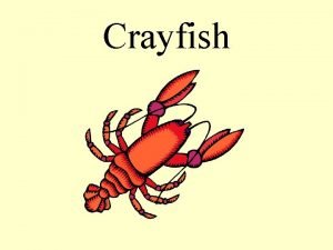 Crayfish What part of the crayfish is the