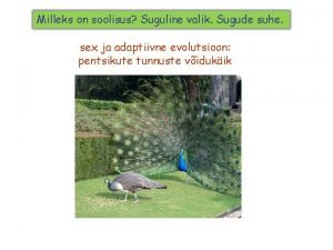 Milleks on soolisus Suguline valik Sugude suhe sex