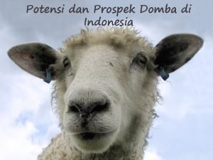 Potensi dan Prospek Domba di Indonesia Kelompok I
