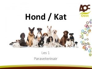 Hond Kat Les 1 Paraveterinair Les 1 Introductie
