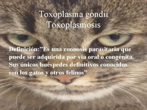 Toxoplasma gondii Toxoplasmosis Definicin Es una zoonosis parasitaria