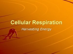 Cellular Respiration Harvesting Energy Cells and Energy The