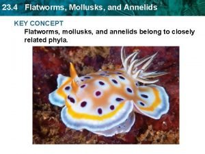 Section 4 flatworms mollusks and annelids