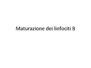 Maturazione dei linfociti B La storia dei linfociti