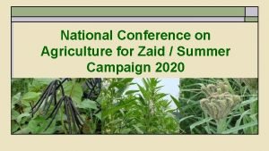 National conference on agriculture for summer campaign