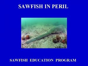 SAWFISH IN PERIL Doug Perrine SAWFISH EDUCATION PROGRAM