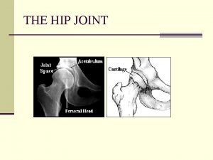 THE HIP JOINT Muscles of the Hip Gluteus