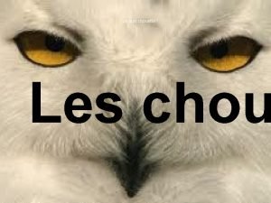 Je suis chouette Les chou Biologie Les chouettes