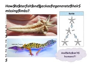 Events of the cell cycle