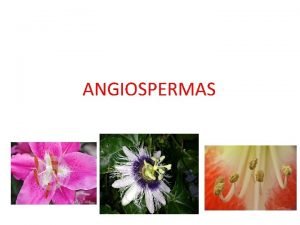ANGIOSPERMAS Caracteristcas Gerais das Plantas Angiospermas Fanergamas Alta