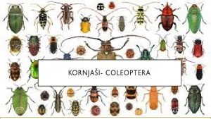 Opa entomologija KARAKTERISTIK E Marija Bonjak Agronomska kola