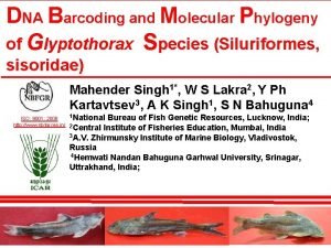 DNA Barcoding and Molecular Phylogeny of Glyptothorax Species