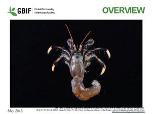 OVERVIEW May 2018 Hermit crab Clibanarius merguiensis collected