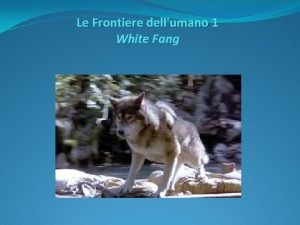 Le Frontiere dellumano 1 White Fang Dopo la