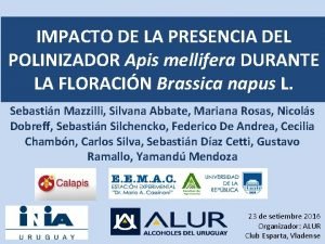 IMPACTO DE LA PRESENCIA DEL POLINIZADOR Apis mellifera