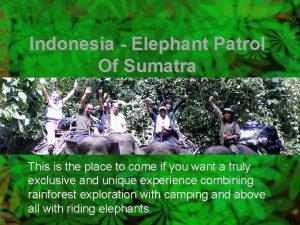 Indonesia Elephant Patrol Of Sumatra This is the