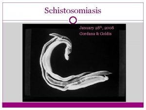 Schistosomiasis January 28 th 2008 Gordana Goldis Schistosomiasis