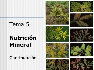 Tema 5 Nutricin Mineral Continuacin n Elementos txicos