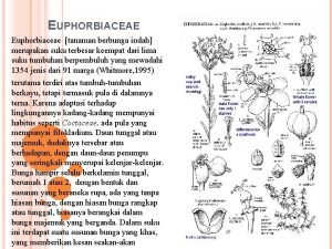 EUPHORBIACEAE Euphorbiaceae tanaman berbunga indah merupakan suku terbesar