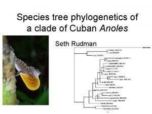 Species tree phylogenetics of a clade of Cuban