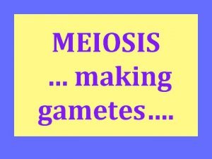 MEIOSIS making gametes Gamete sex cell egg and
