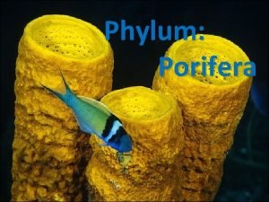 Phylum Porifera Porifera Origin of the word porifera