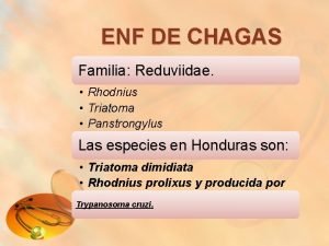 ENF DE CHAGAS Familia Reduviidae Rhodnius Triatoma Panstrongylus