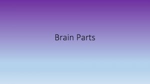 Brain Parts Older Brain Structures The Brainstem is