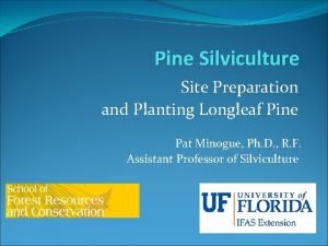 Pine Silviculture Site Preparation and Planting Longleaf Pine