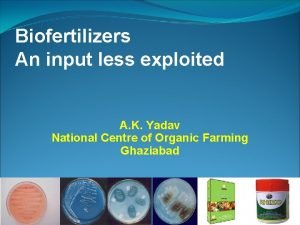 Biofertilizers An input less exploited A K Yadav