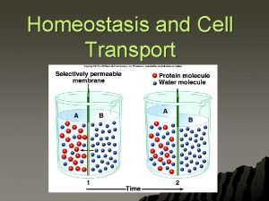 Homer simpson homeostasis lab