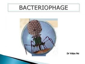 BACTERIOPHAGE Dr Vidya Pai Bacteriophage Phage Definition Viruses