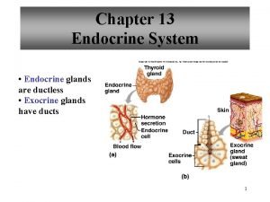 Chapter 13 Endocrine System Endocrine glands are ductless