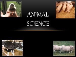 ANIMAL SCIENCE WHAT IS ANIMAL SCIENCE Study of